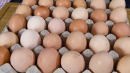 Kemény tojás fagyasztása